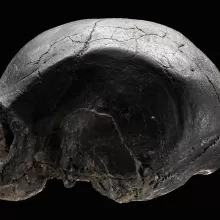 11693年KNM-ES形象,头骨,侧视图