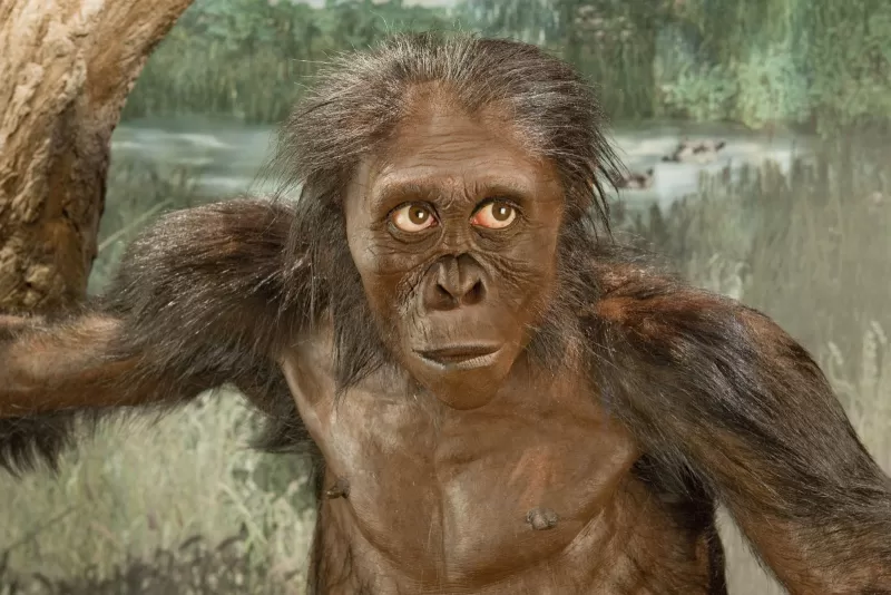 南方古猿,“露西”,重建艺术家约翰·Gurch特写镜头前视图